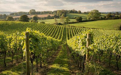 Wine Tourism Market Assessment and Feasibility Study, Wealden