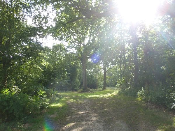 Forest visitor experience planning – opportunity assessment, October 2016