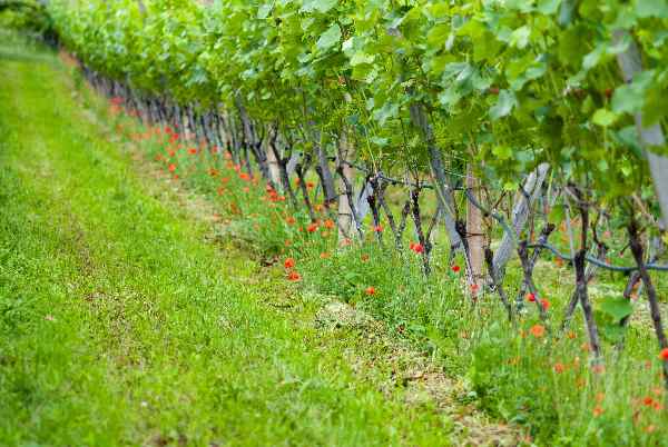 Wine Tourism Feasibility Study, Wealden