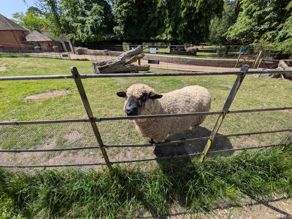 Farm park animal experience
