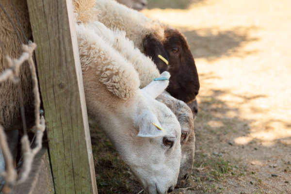 Kent farm attraction consultants